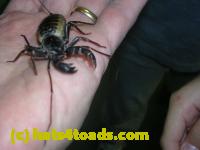 /home//u458753944/public_html/sourcegallery////Insects and small critters/other arthopods/DSCN3706.JPG